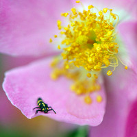 Just Flowers with bugs
